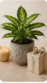 Plants & Gifts